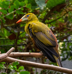 Green oropendola, Psarocolius viridis with pale bill with an orange tip sits on the tree branch. Close up