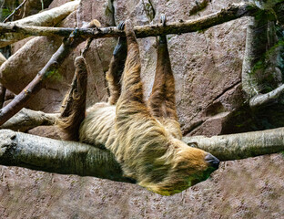Two-toed Sloth (Choloepus didactylus) hangs on a tree branch © karlo54