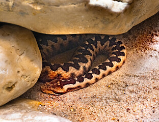 Horned Viper, Long-nosed Viper or Common Sand Adder (Vipera ammodytes)