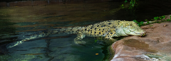 White Saltwater crocodile, also (Crocodylus porosus), albino, mossed, animal portrait, captive,...