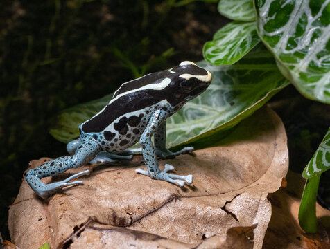 Green & Black Poison Dart Frog, Dendrobates auratus. Its bright aposematic coloration warns predators that it is poison and serves as a defense..