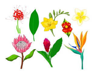 tropical flowers set. illustration of tropical flowers bright from the jungle strelitzia, magnolia, hawaiian ginger, freesia, plumeria, isolated vector element for design template