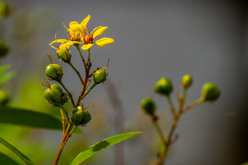 The goldshower plant that is in bloom is yellow and bears fruit that has a green round shape