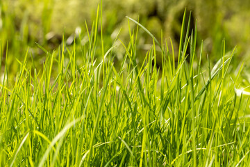 Fresh green juicy young grass in the sun.