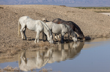 Wild Horses at a Desert Waterhole in Utah