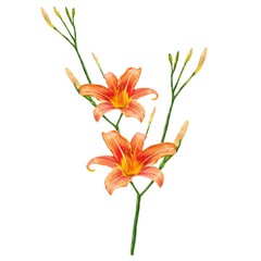 orange lily flowers, daylily illustration