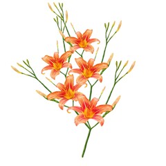 bouquet of orange lily flowers, daylily illustration
