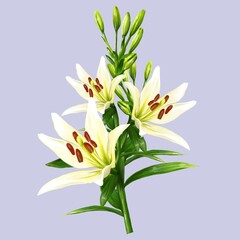 bouquet of white lily flowers, daylily illustration