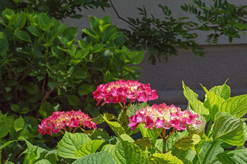 Beautiful pink flowers of  Hydrangea macrophylla in garden on sunny summer day