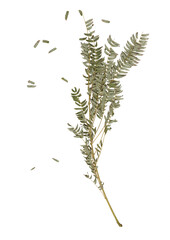 Realistic Branch Albizia Tree,  jpeg format