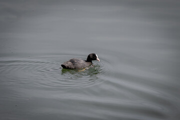 Duck on water