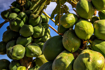 Close-up of papaya plants loaded with green fruits with blue sky in the background on sunny day