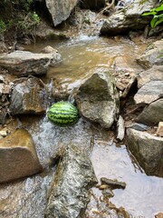 Watermelon is cooling in the stream