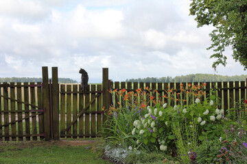 gray cat sits on an old fence gate in a yard with a flower bed. village sentinel