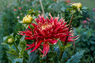 Nick Sr. Dahlia plant blooming in an outdoor flower garden.