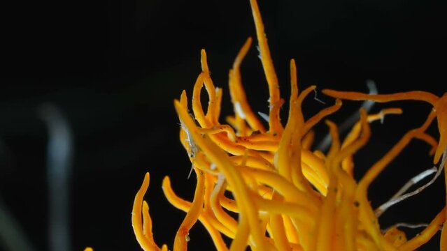 A crawling springtail bug on the mushroom in Estonia