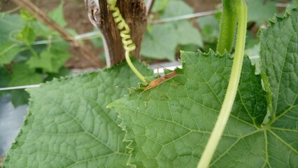 A little insect walking on cucumber plant leaves
