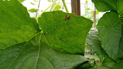 A little insect walking on cucumber plant leaves
