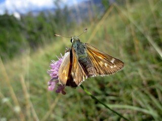 Papillon, Virgule, Comma, Silver spotted Skipper, Hesperia comma on a Scabious wildflower