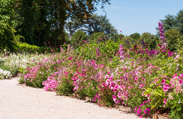 The stunning garden at Chateau de Chaumont in the Loire Valley, France, with a wide array of pink flowers. Photographed in the heatwave in summer 2022.
