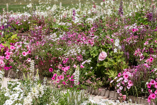 The stunning garden at Chateau de Chaumont in the Loire Valley, France, with a wide array of pink flowers. Photographed in the heatwave in summer 2022.