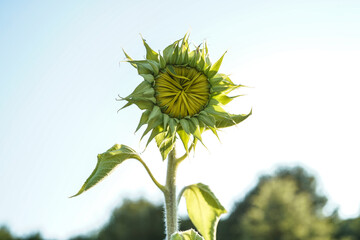 Sunflower beginning to bloom in an outdoor space.