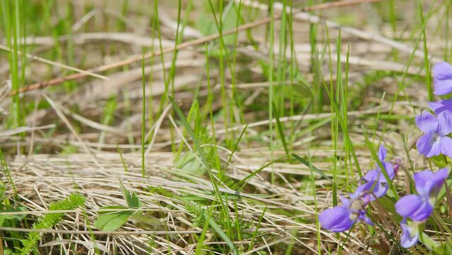 Viola reichenbachiana, viola odorata bloom in springtime. Natural spring background.