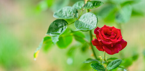 red rose with water drops - 520213425