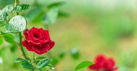 red rose with water drops - 520213426