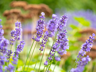 Echter Lavendel, Lavandula angustifolia, Lavendelfelder, Frankreich, Provence 