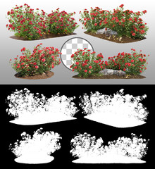 Cutout flowering bush isolated on transparent background via an alpha channel. Red rose shrub for...