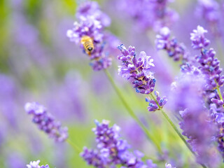 Echter Lavendel, Lavandula angustifolia, Lavendelfelder, Frankreich, Provence , Bienen