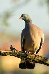 Common wood pigeon (Columba palumbus), with beautiful green coloured background. Colorful bird with grey feather sitting on the branch in the woods. Wildlife scene from nature, Czech Republic