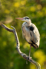 Grey heron (Ardea cinerea), with beautiful green coloured background. Colorful water bird with grey feather sitting on the nest near the river. Wildlife scene from nature, Czech Republic