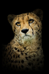 Cheetah (Acinonyx jubatus), with a beautiful dark background. Colourful endangered animal with yellow hair sitting on the ground in the savannah. Wildlife scene from nature, Serengeti, Tanzania