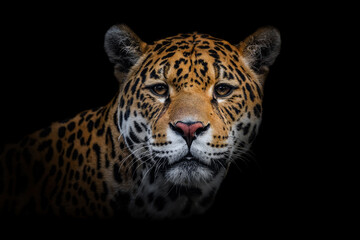 Fototapeta na wymiar Jaguar (Panthera onca), with a beautiful dark background. Colourful endangered animal with yellow and orange hair sitting on the ground in the forest. Wildlife scene from nature, Brazil