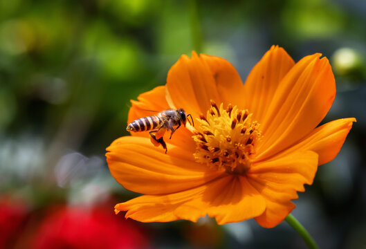Flying honey bee collecting pollen from flower. This photo was taken from Bangladesh.