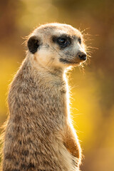 Meerkat or suricate (Suricata suricatta), with a beautiful dark background. Colourful animal with yellow hair sitting on the ground in the savannah. Wildlife scene from nature, Serengeti, Tanzania