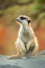 Meerkat or suricate (Suricata suricatta), with a beautiful dark background. Colourful animal with yellow hair sitting on the ground in the savannah. Wildlife scene from nature, Serengeti, Tanzania