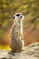 Meerkat or suricate (Suricata suricatta), with a beautiful dark background. Colourful animal with yellow hair sitting on the ground in the savannah. Wildlife scene from nature, Serengeti, Tanzania