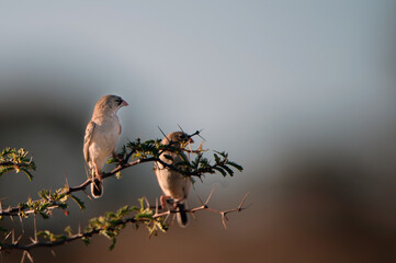 bird on a branch