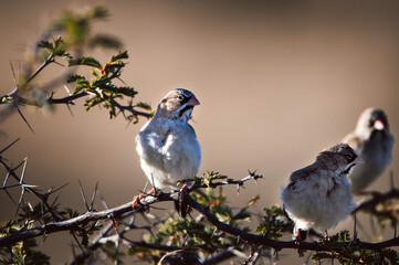 bird on a branch