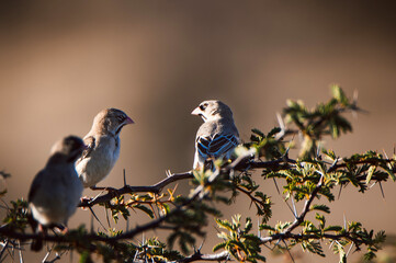 birds on a branch