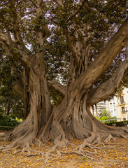 Large Ficus Macrophylla tree located in Valencia, Spain