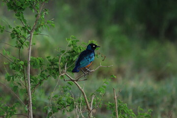 A Superb Starling in Tanzania