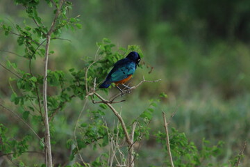 A Superb Starling in Tanzania