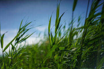 Obraz premium green grass and blue sky