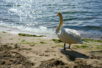 swan by the lake