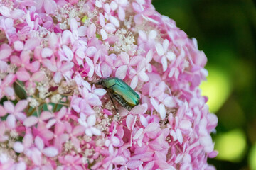 Green cetonia Aurata on a pink flower