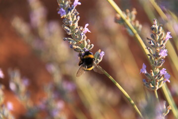 Abeja